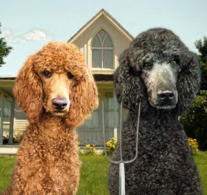 Poodle Gothic Redux by by Amanda Wray